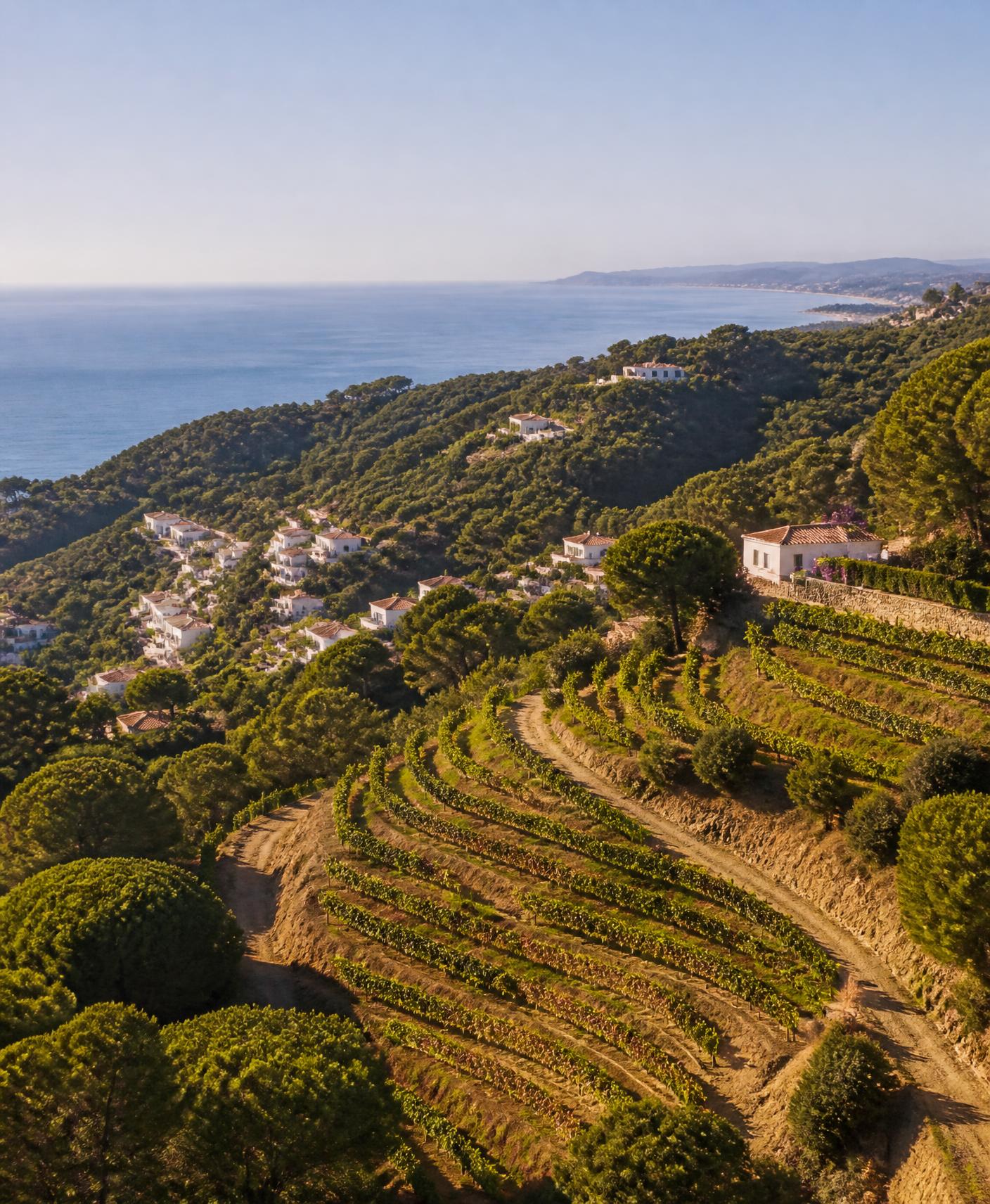 Viñedos en terrazas del Maresme descendiendo hacia el mar Mediterráneo